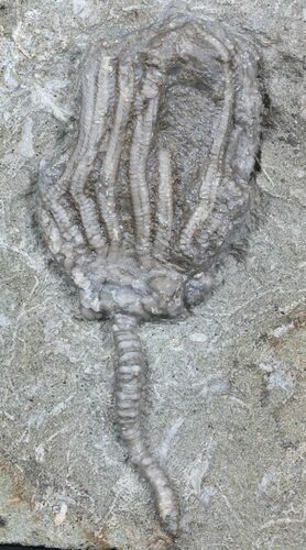 Dizygocrinus Crinoid Fossil - Warsaw Formation, Illinois #45564